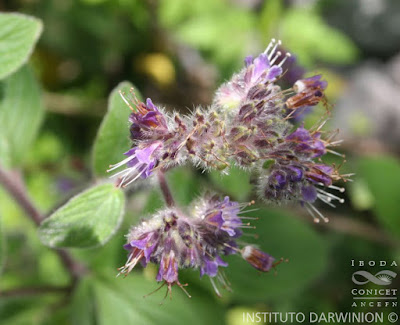 flora nativa Borraja falsa