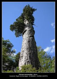 arboles nativos de argentina Alerce Fitzroya cupressoides