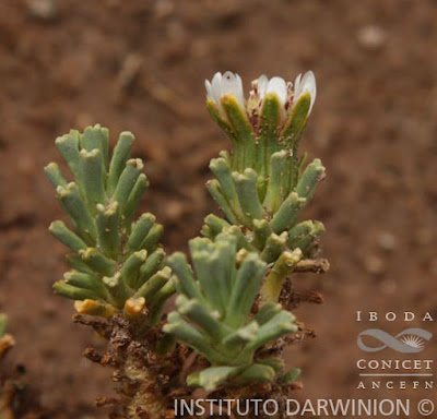 Puposa de río (Xenophyllum incisum)