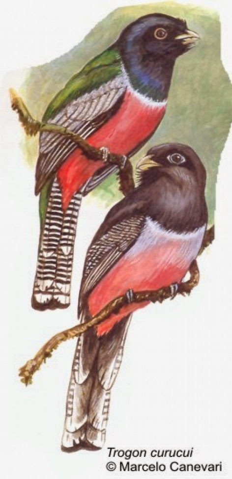 surucua aurora Trogon curucui