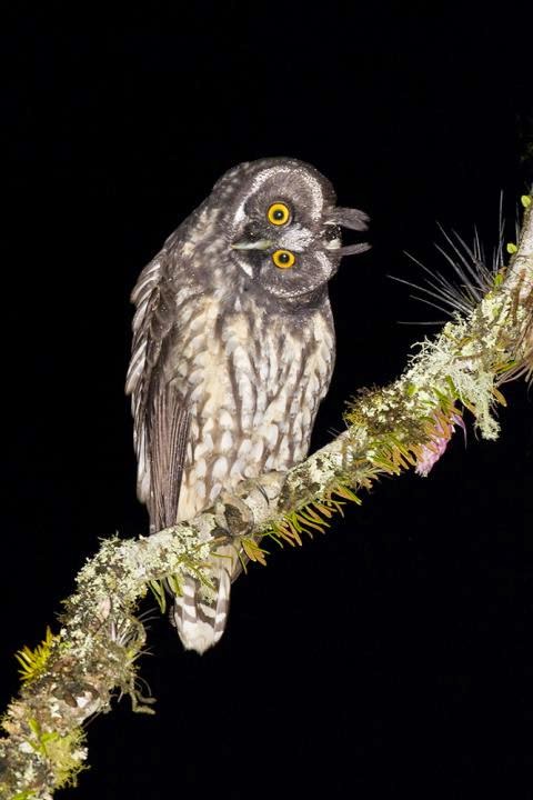Stygian Owl