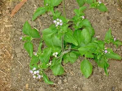 Caángay Ageratum conyzoides