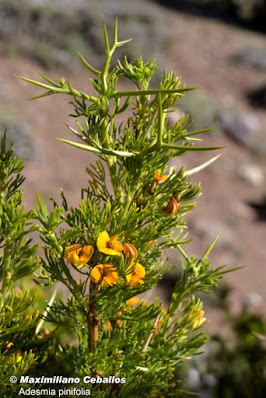 arbustos de losaltos andes