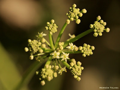 flor de rendondita de agua