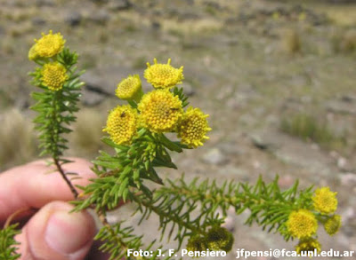 flores de romerillo