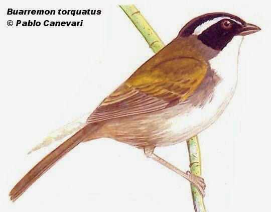 Stripe headed Brush finch