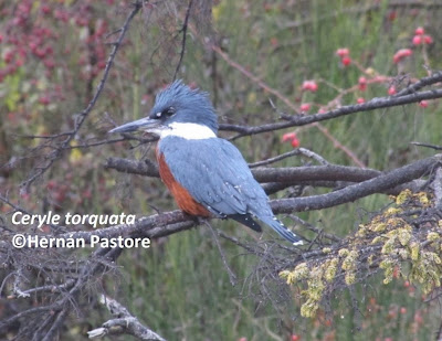 Martín pescador grande Megaceryle torquata