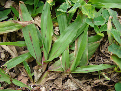 Grama ancha Axonopus compressus