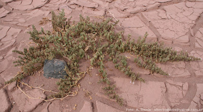 Sclerophylax adnatifolia