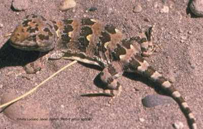 lizards and owls