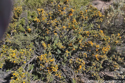 Chispeadora (Chuquiraga erinacea)