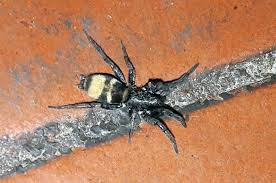 Arañas argentinas Latonigena auricornis