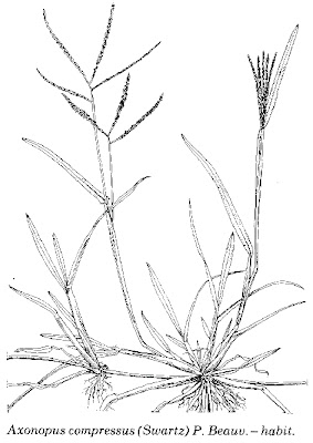 Grama ancha Axonopus compressus