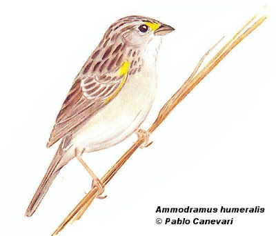 Grassland Sparrow