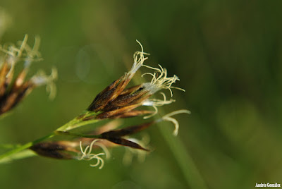 Rhynchospora corymbosa