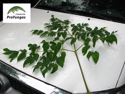 hojas de Sacha paraíso (Aralia soratensis)