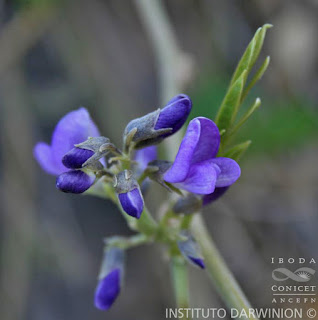 flores de poroto de campo