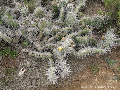 cactus de la puna Ayrampu