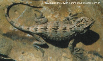 Leiosaurus belli