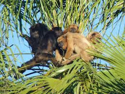 Black howler Monkey
