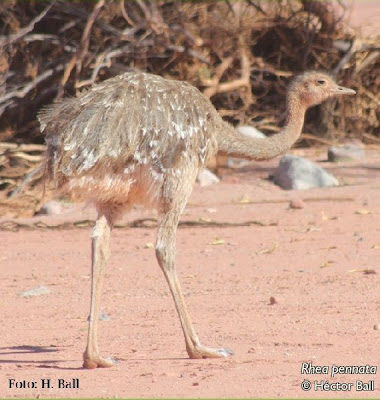 Lesser Rhea