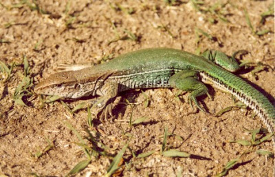 Ameiva ameiva