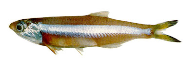 Anchoa Anchoa marinii
