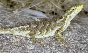 Anisolepis grillii tree lizards