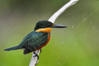 American pygmy Kingfisher