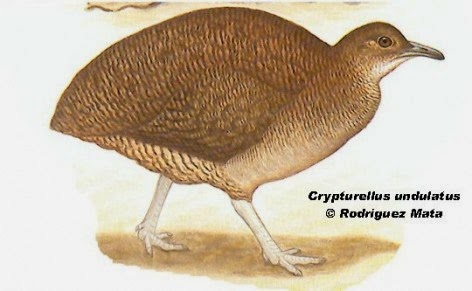 tatupa listado Crypturellus undulatus