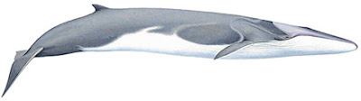 Ballena fín Baleaneoptera physalus
