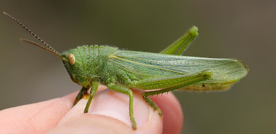 Zoniopoda crenata