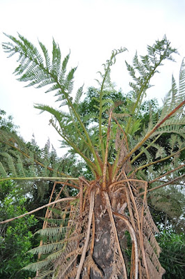 Cachi bravo de los bañados (Cyathea atrovirens)