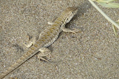 Lagartija de Martori (Liolaemus martorii)