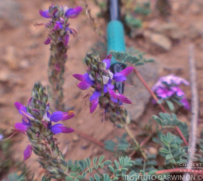 flora del monte Dalea boliviana