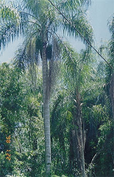 Pindó Syagrus romanzoffiana
