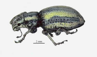 Enoplopactus lizeri