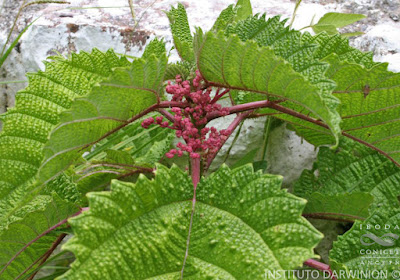 Ortiga brava (Urera baccifera)