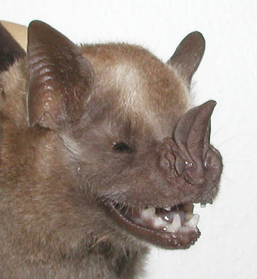 Falso vampiro grande Artibeus jamaicensis
