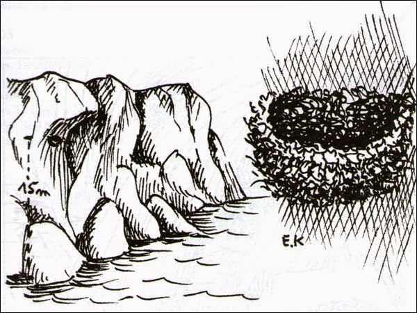 swift birds nest