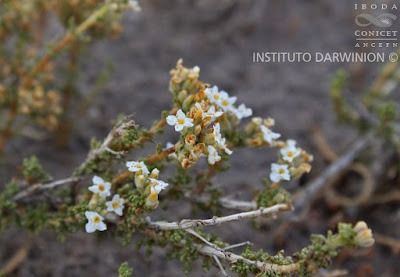 flora de san luis tomillo de campo