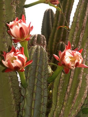 Cardón mesopotámico Tuna wasú
Cereus uruguayanus