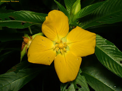 plantas semiacuaticas argentinas