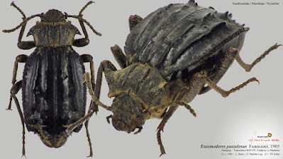 Entomoderes pustulosus
