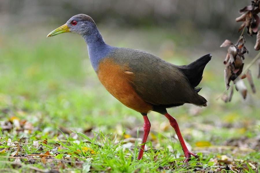aves del delta del Paraná Chiricote Aramides cajanea