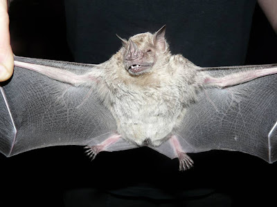 Murciélago frutero oscuro Artibeus fimbriatus