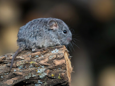 Abrocoma cinerea