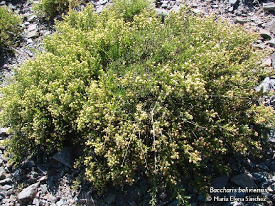 Chijua (Baccharis boliviensis)