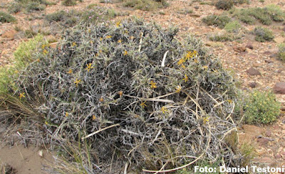 Mata negra (Brachyclados lycioides)