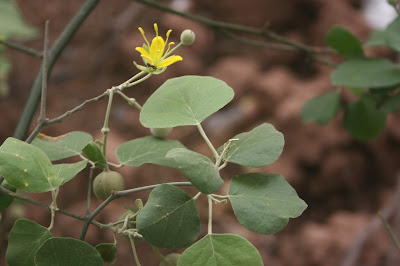 Sacha membrillo (Capparicordis tweediana)